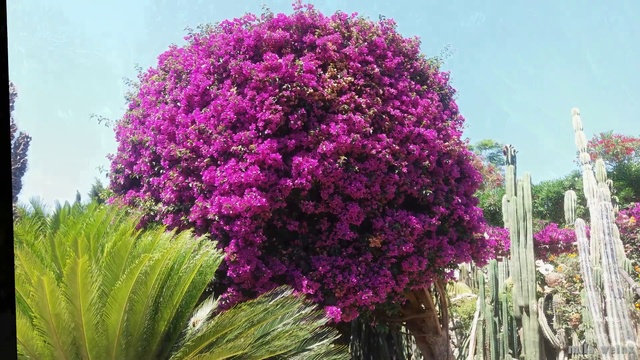 САД Кактусов о.ИСКЬЯ ИТАЛИЯ  Giardino RAVINI