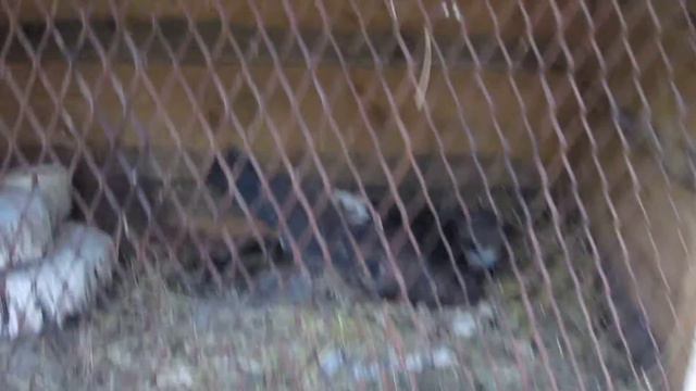 А в клетке ему томиться, тоже ведь не годится...