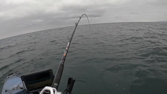 Dana Point Kayak Fishing Big Sheephead