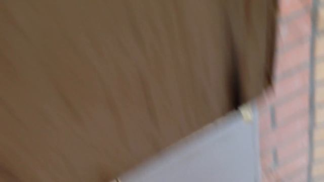 Амадины гульда кормят сами