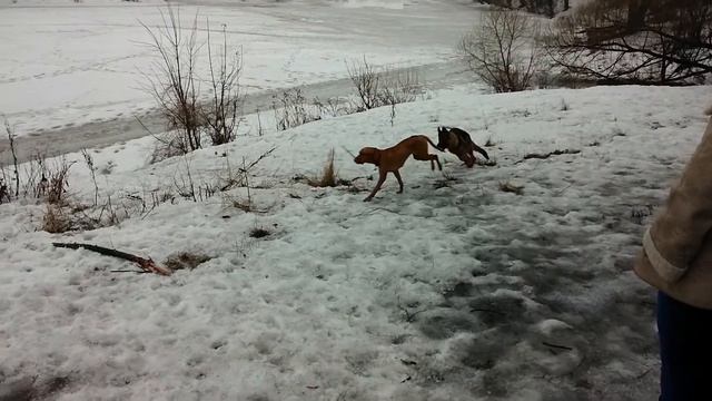 Выжла и молодой авчар