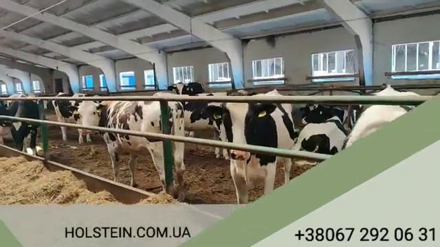 Бонитировка КРС на хозяйстве