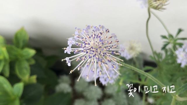 디디스커스 키우기 Didiscus 모종부터 꽃까지