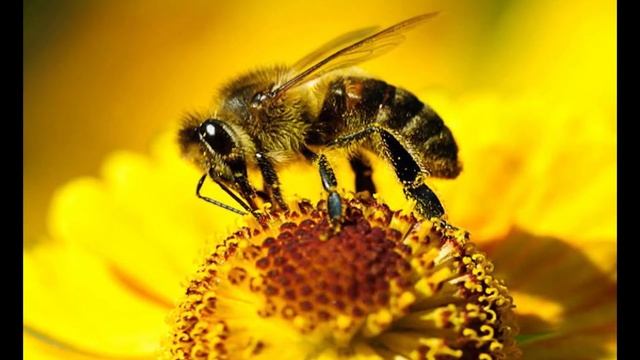 Польза меда