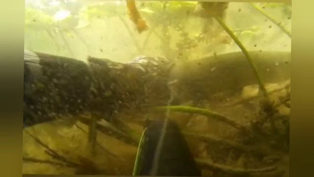 Хорошая щука! Река Нара! П.О!