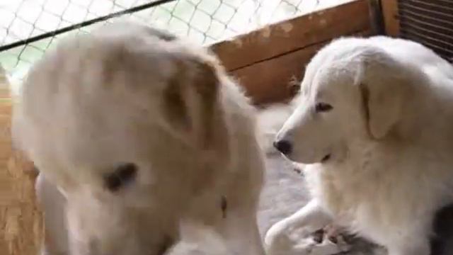 улыбка(Гранд Вайт)