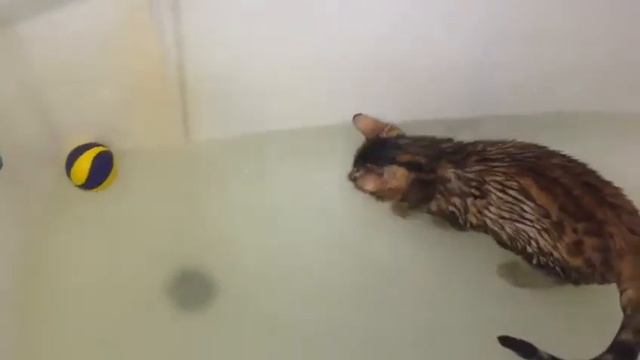 Бенгальский котёнок Джек 4 месяца.