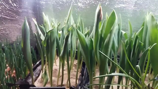 Выгонка тюльпанов к 8 марта. Третья неделя. Очередной полив с удобрением. ч.3.