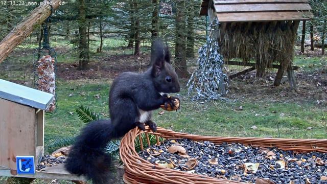 Черная белка решила немного перекусить и отдохнуть. Намаялась пока таскала орешки