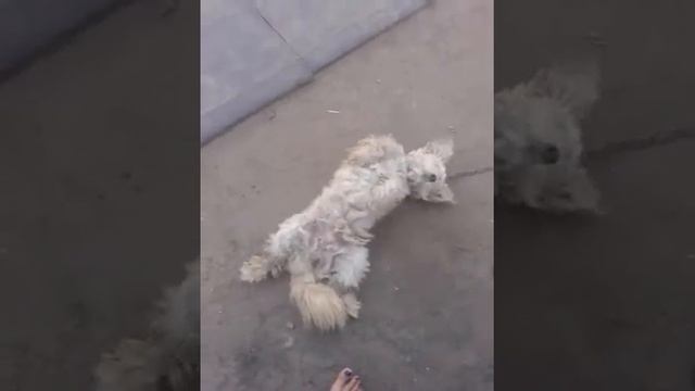 Сон собаки