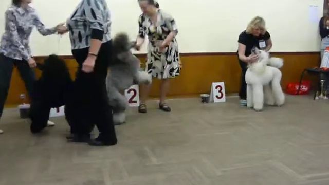 23 09 2012 моно пуделей Обнинск, большие пудели