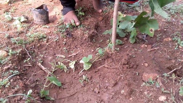 Home Gardening Organic Farming ගෙවතු වගාව කාබනික වගාව Gewathu Wagawa Vegetable Cultivation Sinahala