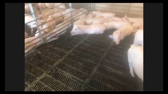 Virtual Field Trip To An Ohio Pig Farm - Farmer Rebecca  - 9/26/17 - 10 A.m.