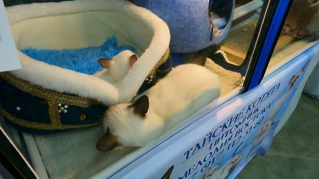 Тайские кошки и котята. [4K UHD]