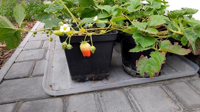 Садовая земляника (клубника) в контейнерах.