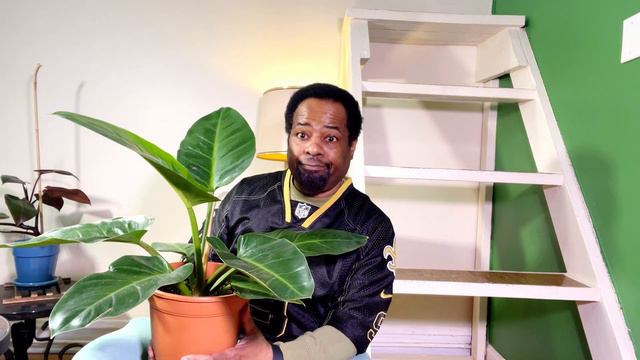 Philodendron Melinonii