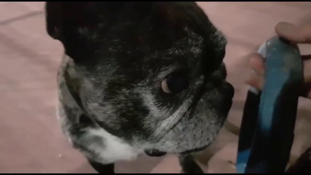 Природа, колокольный звон , тренировка....👋🏻🐶👋🏻💖😊