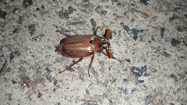 Майский жук ползёт, прикольно двигая передними лапками