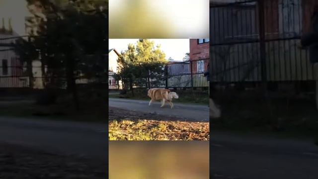 Тибетский мастиф готовится к выставке