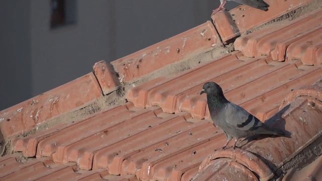 079510bcc06d65a69e20328510cc4b11