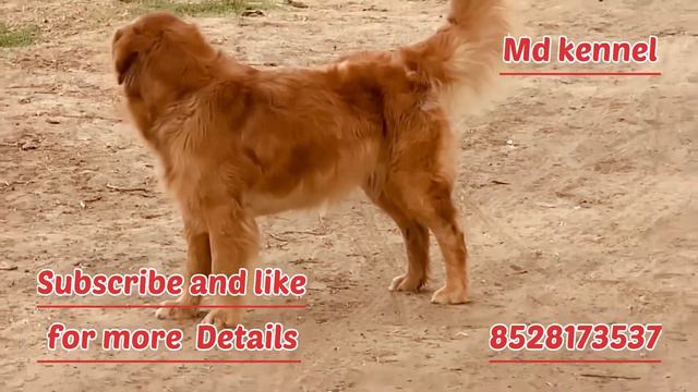 Retriver Male Dog Only For Mating Full Dark Clr