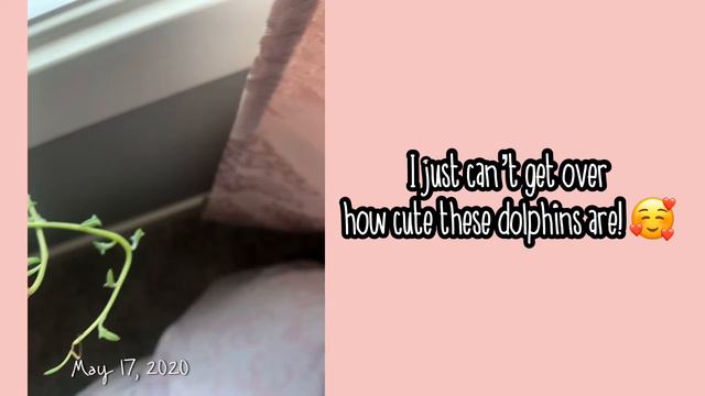 HOME | House Plant Tour Summer 2020 | Jean Monique Sanchez