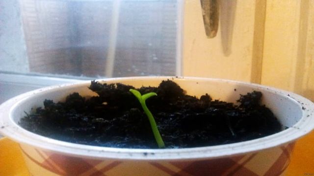 Рисование Мультяшных Персонажей