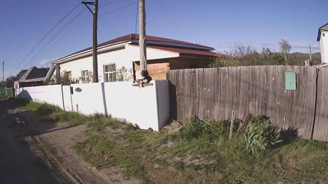 Собака против гравитации