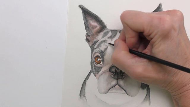 Watercolor Dog Tutoral | Boston Terrier