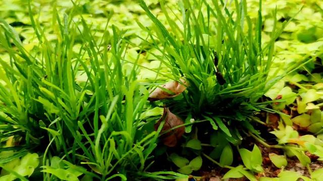 | Turtle Vine Decoration | | Green Turtle & Purple Turtle Vine |