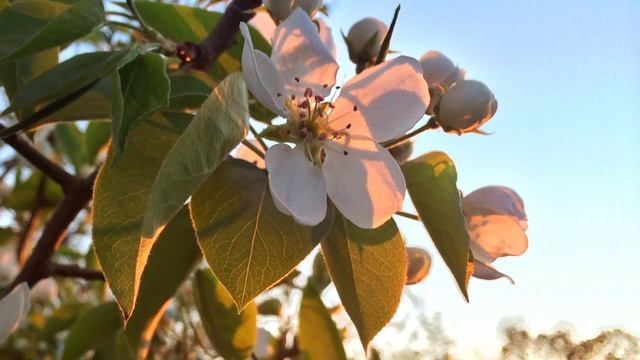 Весеннее пробуждение