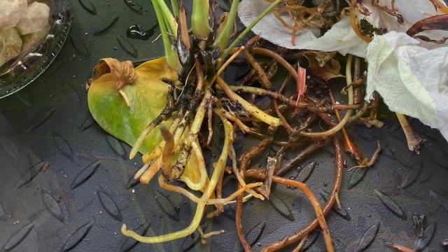 Tips And Care Anthurium Plants (Bisaya Version)|What Happened?|How?