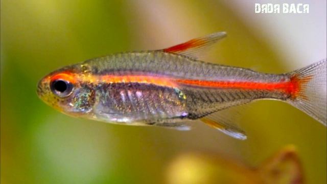 ЭРИТРОЗОНУС ХЕМИГРАММУС ИЛИ ТЕТРА СВЕТЛЯЧОК СОДЕРЖАНИЕ, РАЗВЕДЕНИЕ