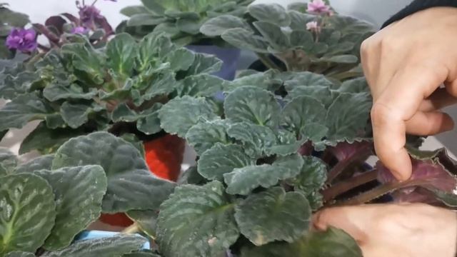 MENEKŞE NEDEN ÇİÇEK AÇMAZ, MENEKŞE ÇİÇEK AÇMIYORSA BUNLARA DİKKAT EDİN, MENEKŞE AÇTIRAN YÖNTEMLER