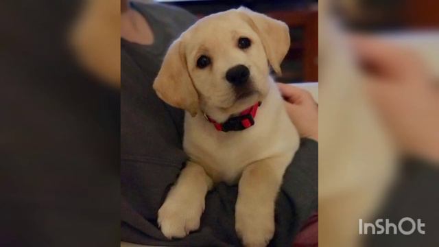 Labrador Retriever For Girl