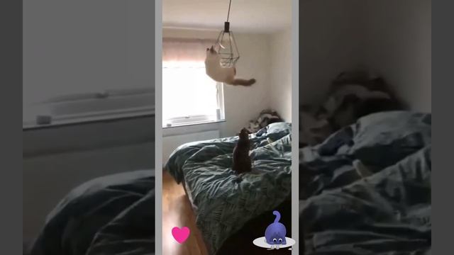 Когда хозяев нету дома