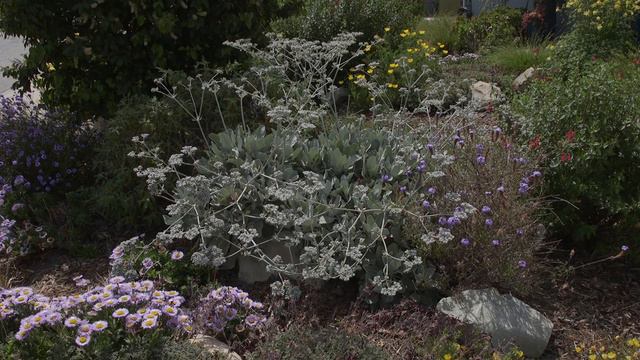 Ocean Friendly Gardens