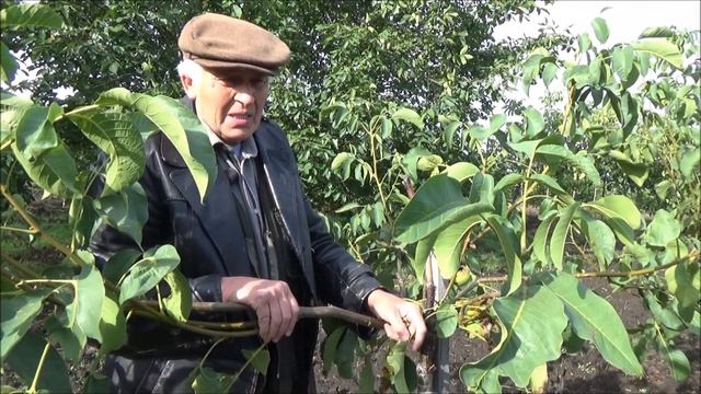 Краткий обзор некоторых сортов и форм ореха грецкого в коллекции Господарул Часть XVII  Октябрь 202