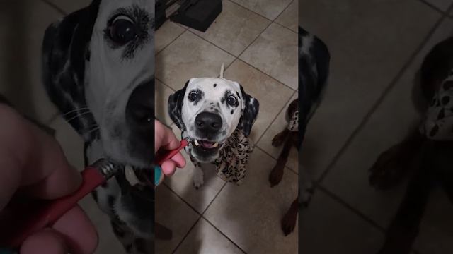 Dalmatian & Doberman Vs I've Cream 😆 🐕 🌴