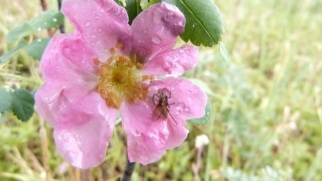 По мотивам сказки 