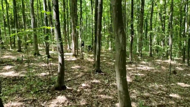 ЦЬОГО РАЗУ МИ ЗНАЙШЛИ ДИВНИЙ ЛІС.