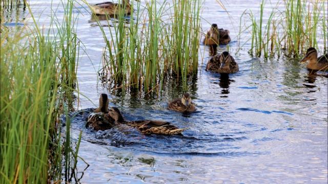 Кряканье уток на болоте.