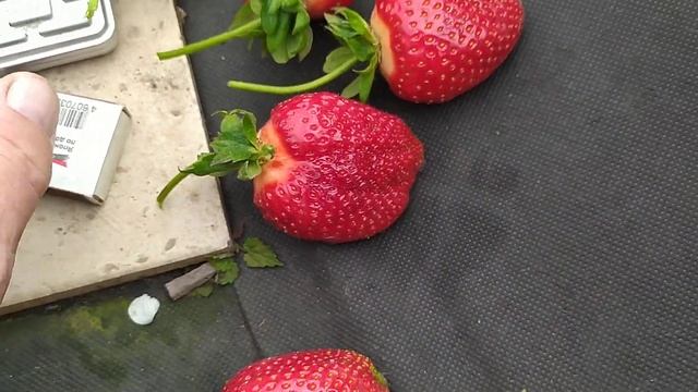 Клубника Квики ягоды удивили своим размером