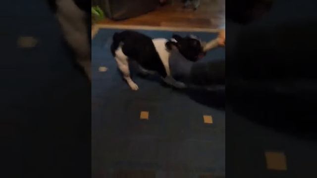 Очени злая собака Джексон