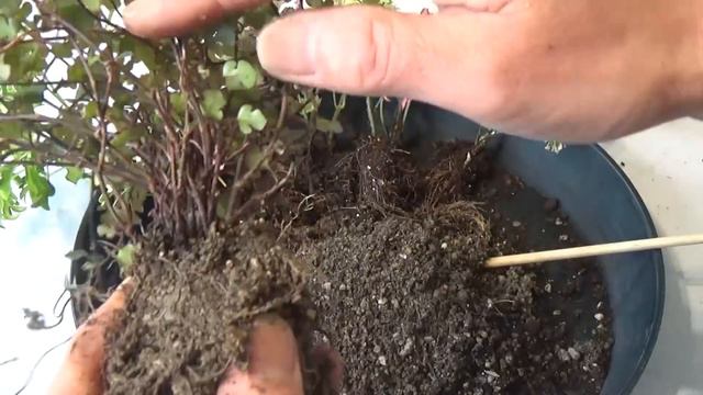 小さな観葉植物の寄せ植え　Make A Cute Indoor Plants Container🌱（2019.４.17作）