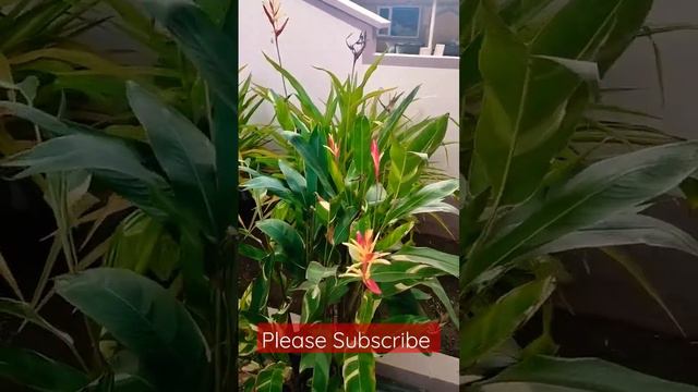 Bird Of Paradise Flower|🍀|🪴|