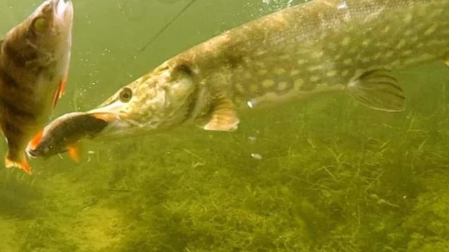 Где в реках стоит щука после осенних заморозков?