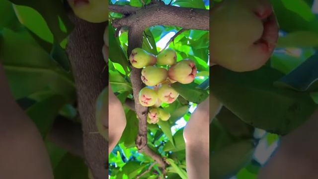 Enjoy Beautiful Nature With Rural Life # 357