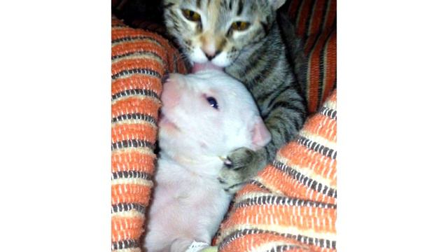 Woman Saves Puppy From Her Own Mother