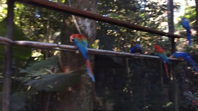 Попугаи ара в парке Птиц Игуасу Бразилия